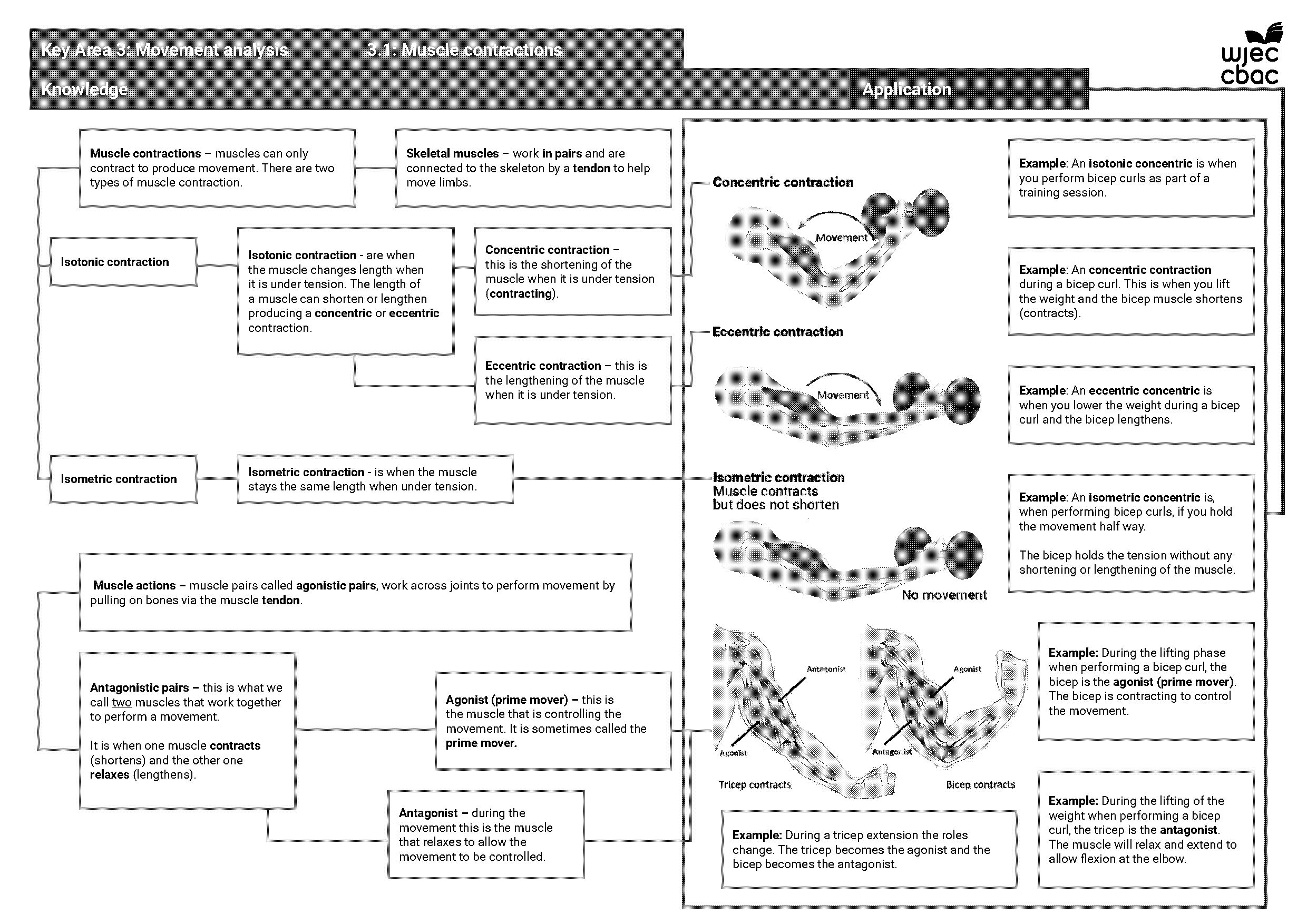 example of isometric muscle contraction